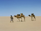 Part of Escort to Camel Train in Empty Quarter of Mauritania-Mali  Africa