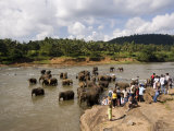 Pinnewala Elephant Orphanage Near Kegalle  Hill Country  Sri Lanka