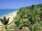 Beach and Coconut Palms  Kovalam Beach  Kerala State  India