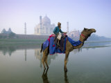 Camel by the Yamuna River with the Taj Mahal Behind  Agra  Uttar Pradesh State  India
