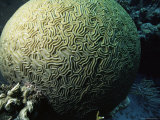 Brain Coral  Cozumel Island  Caribbean Sea  Mexico  North America