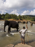 Elephants Bathing in the River  Pinnewala Elephant Orphanage Near Kegalle  Hill Country  Sri Lanka