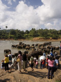 Pinnewala Elephant Orphanage Near Kegalle  Hill Country  Sri Lanka
