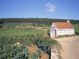 Vineyards on Route Des Grands Crus  Nuits St Georges  Dijon  Burgundy  France