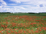 Poppies in the Valley of the Somme Near Mons  Nord-Picardy  France