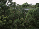 Treetop Walk  Valley of the Giants  Walpole  Western Australia  Australia