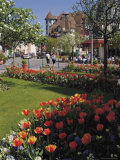 Flower Beds with Tulips in Town Centre  Deauville  Calvados  Normandy  France
