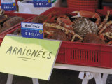 Crabs for Sale  Barneville Carteret  Cotentin Peninsula  Manche  Normandy  France