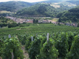 Beaujolais Vineyards  Beaujeau Village  Rhone Valley  France