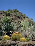 Cacti  Palmitos Park  Gran Canaria  Canary Islands  Spain