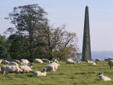 Sheep and Obelisk  Welcombe Hills  Near Stratford Upon Avon  Warwickshire  England