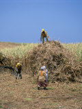 Harvesting Sugar Cane  Mauritius  Indian Ocean  Africa