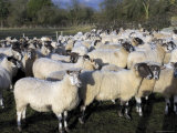 Flock of Sheep  Welford on Avon  Warwickshire  England  United Kingdom