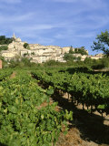 Vines in Vineyard  Village of Bonnieux  the Luberon  Vaucluse  Provence  France