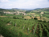 Maconnais Vineyards  Poilly Fuisse  Near Macon  Saone-Et-Loire  Burgundy  France