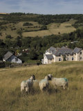 Sheep  Woodmancote Village Viewed from Cleeve Hill  the Cotswolds  Gloucestershire  England