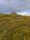 Hay Tor Rocks and Wild Flowers  Dartmoor  Devon  England  United Kingdom