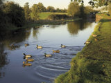 Ducks Swimming in the Worcester and Birmingham Canal  Astwood Locks  Hanbury  Midlands