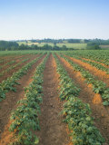 Field of Potatoes  Growing on Sandstone Soil  Warwickshire  England  United Kingdom
