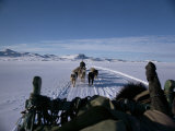 Dog Transport  Greenland  Polar Regions
