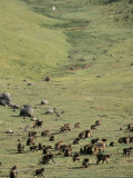 Gelada Baboons  Simien Mountains National Park  Unesco World Heritage Site  Ethiopia  Africa
