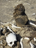 Human Remains Preserved Over 500 Years  Chauchilla Cemetery  Nazca  Peru  South America