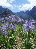 Agapanthus Flowers Near Serra De Agua  Madeira  Portugal
