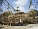St Andrew Sugar Factory  Barbados  West Indies  Caribbean  Central America
