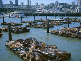 Sea Lions by Pier 39 Near Fisherman's Wharf  with City Skyline Beyond  San Francisco  USA