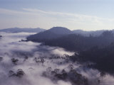 Dawn Mists Clearing Over Virgin Dipterocarp Rainforest  Danum Valley  Island of Borneo