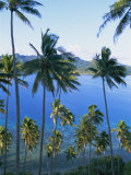Palm Trees at Matangi Island  Qamea Island in Background  Fiji  South Pacific Islands
