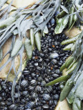 Mussels and Seaweed on the Tidal Seashore  Cullen  Scotland  United Kingdom