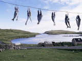 Fish Drying  Skerries  Shetlands  Scotland  United Kingdom