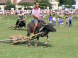 Racing Buffalo Pulling Plough at Kota Belud Festival in November  Sabah  Malaysia  Island of Borneo