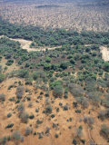 Trees Mark a Dry Riverbed or Lugga Which May Only Flow with Water for a Few Days Each Year