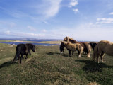 Groups of Shetland Ponies Graze the Moors of Yell  Shetlands  Scotland  United Kingdom
