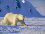 Male Polar Bear(Ursus Maritimus) in Spring  Svalbard/Spitsbergen  Arctic