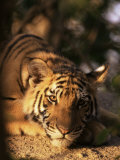 Indo Chinese Tiger Cub  Panthera Tigris Corbetti  Tiger Sanctuary for Confiscated Animals  Thailand