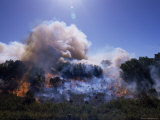 Bush Fire  St Francis  Eastern Cape  South Africa  Africa