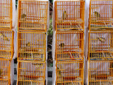 Caged Birds for Sale  Yuen Po Street Bird Garden  Mong Kok  Kowloon  Hong Kong  China