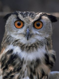 European Eagle Owl (Bubo Bubo)  New Forest Owl Sanctuary  England  United Kingdom