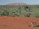 Camels in Central Desert  Australia