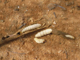 Wichetty Grubs  Eaten by Aborigines  Northern Territory  Australia