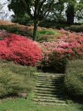 Azaleas in Flower  Valley Gardens  Windsor Great Park  Surrey  England  United Kingdom