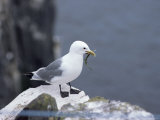 Kittiwake  Pembrokeshire  Wales  United Kingdom
