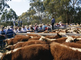 Cattle Sale in Victorian Alps  Victoria  Australia