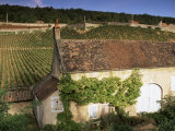 Old House and Vineyards  Bourgogne (Burgundy)  France