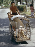 Man Transporting His Pig on a Tricycle  Langkawi Island  Malaysia  Southeast Asia