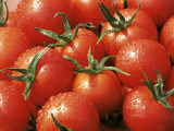 Close-Up of Tomatoes  England  United Kingdom