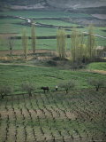 Man Ploughing with Mule Near Puente La Reina  Navarra  Northern Area  Spain